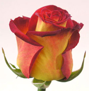 CIRCUS BICOLOR ROSES Wholesale perfect bicolor roses now available to your florist shop in any state of the USA and Canada, fresh cut roses to support your business... Latin Lady bicolor roses, Konfetti bicolor roses, Queen Amazone bicolor roses, New Fashion bicolor... Rose Connection Inc. Los Angeles California offers the most fresh and premium bicolors flowers in USA and Canada, wholesale roses to florist shop at wholesale prices Fedex Free delivery included