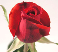 ROUGE BAISER RED ROSES VIP long stem florist red roses, the best collection of red roses in USA and Canada now available to your florist shop... Black Magic red roses, Rouge Baiser red roses, Red France red roses, Queen 2000 red roses... Rose Connection Inc. Los Angeles California offers the most fresh and premium red flowers in USA and Canada, wholesale roses to florist shop at wholesale prices Fedex Free delivery included