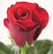 OPIUM RED ROSES VIP long stem florist red roses, the best collection of red roses in USA and Canada now available to your florist shop... Black Magic red roses, Rouge Baiser red roses, Red France red roses, Queen 2000 red roses... Rose Connection Inc. Los Angeles California offers the most fresh and premium red flowers in USA and Canada, wholesale roses to florist shop at wholesale prices Fedex Free delivery included