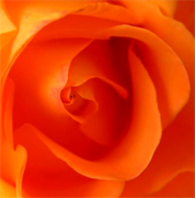 Orange roses, long stem florist orange roses now available at wholesale basis for your florist shop in USA and Canada... Orange France roses, Miracle orange roses, Coral Sea orange roses, Sombrero orange roses,... Rose Connection Inc. Los Angeles California offers the most fresh and premium orange flowers in USA and Canada, wholesale roses to florist shop at wholesale prices Fedex Free delivery included