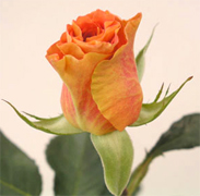 MARIANA Orange roses, long stem florist orange roses now available at wholesale basis for your florist shop in USA and Canada... Orange France roses, Miracle orange roses, Coral Sea orange roses, Sombrero orange roses,... Rose Connection Inc. Los Angeles California offers the most fresh and premium orange flowers in USA and Canada, wholesale roses to florist shop at wholesale prices Fedex Free delivery included
