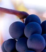 Solo la migliore uva per la produzione ed esportazione dei vini Italiani, i vini possono essere classificati sia in funzione del vitigno (varietà di vite utilizzata per la produzione) che in funzione della zona di produzione. I vitigni più famosi e diffusi nel mondo (i cosiddetti "Vitigni internazionali" o "Alloctoni") sono fra i rossi il Cabernet-Sauvignon, il Cabernet franc, il Merlot, il Pinot noir, lo Zinfandel e il Syrah; tra i bianchi il Sauvignon blanc, lo Chardonnay, il Muscat ed il Riesling Le zone di produzione più famose nel mondo sono, oltre alle diverse regioni dell'Italia, la provincia di Bordeaux, la Borgogna, la Champagne e l'Alsazia in Francia, La Rioja in Spagna e la Napa Valley in California