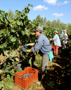 Descubre el  Gusto del vino Italiano con vinos tinto Primitivo Latias, Imperium Chardonnay, Negroamaro, Irenico Salice Salentino, Bocciolo Novello, Solice Rosato, Partemio Malvasia Bianca... Lomazzi & Sarli siembra, cosecha la uva propia en nuestro viedos ubicados en Latiano Brindisi (Puglia) con 108 hectareas (1.080.000 m2) y mas de 5000 - 6000 plantas de uva por hectarea... Cada estacion estudiamos y seleccionamos las mejores uvas para servir a la Distribucion Mundial de Vinos de Alta Calidad