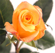 MIRACLE Orange roses, long stem florist orange roses now available at wholesale basis for your florist shop in USA and Canada... Orange France roses, Miracle orange roses, Coral Sea orange roses, Sombrero orange roses,... Rose Connection Inc. Los Angeles California offers the most fresh and premium orange flowers in USA and Canada, wholesale roses to florist shop at wholesale prices Fedex Free delivery included